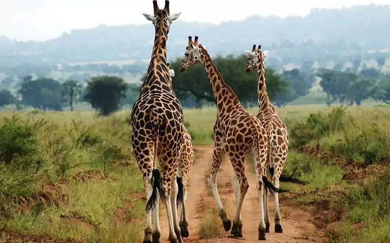 giraffe-evening-walk giraffe-evening-walk
