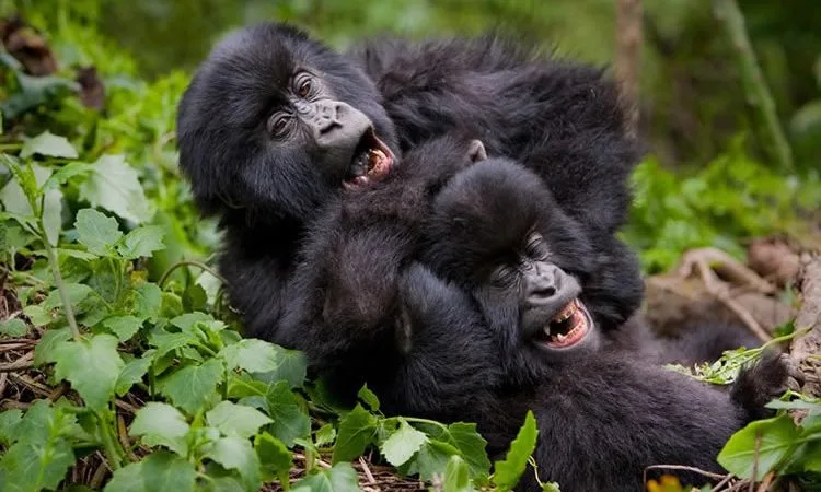 happy-gorillas-750x450-1 happy-gorillas-750x450-1