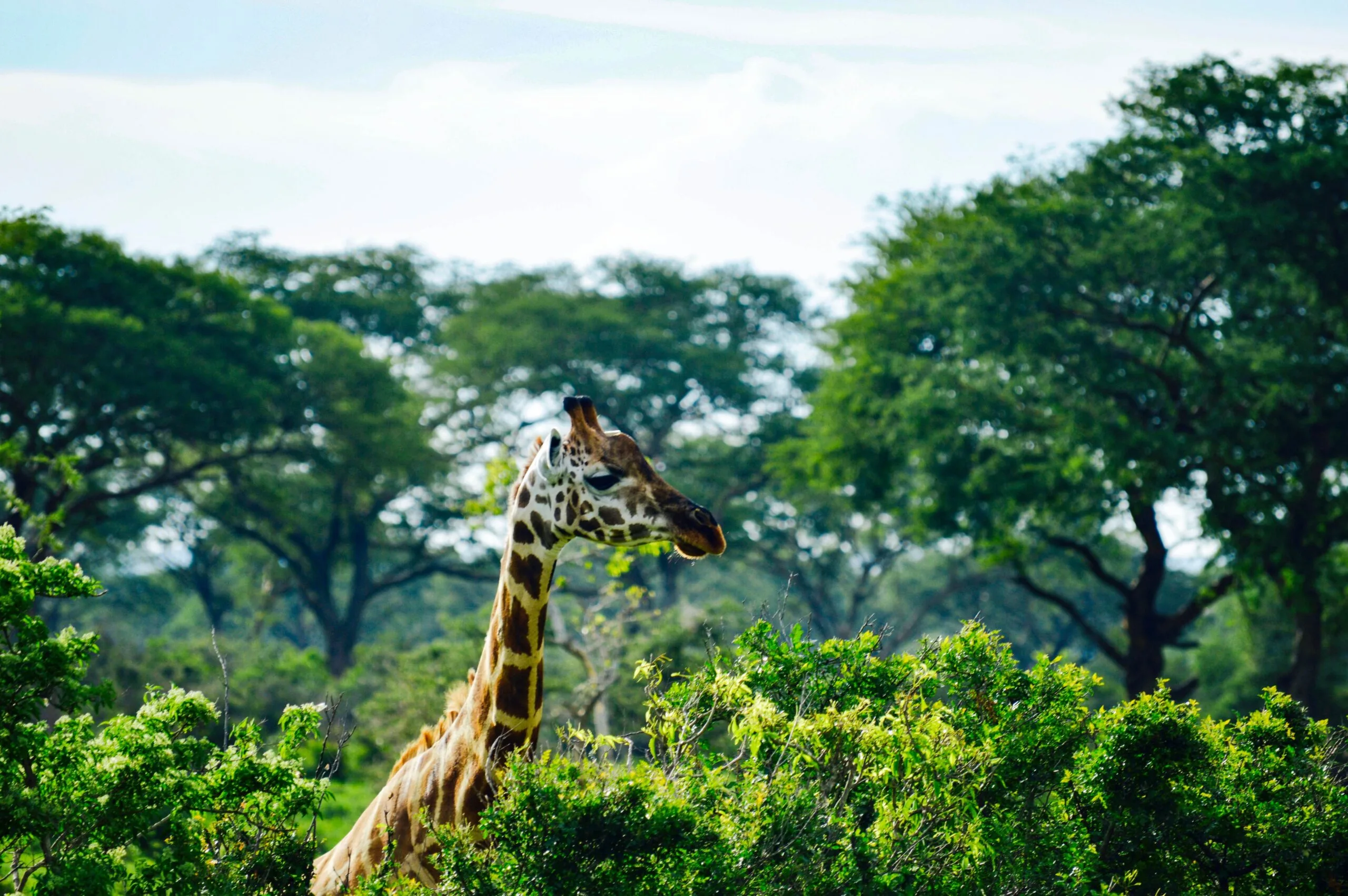 matthew-essman-tlzGeWOA-z0-unsplash-scaled matthew-essman-tlzGeWOA-z0-unsplash-scaled