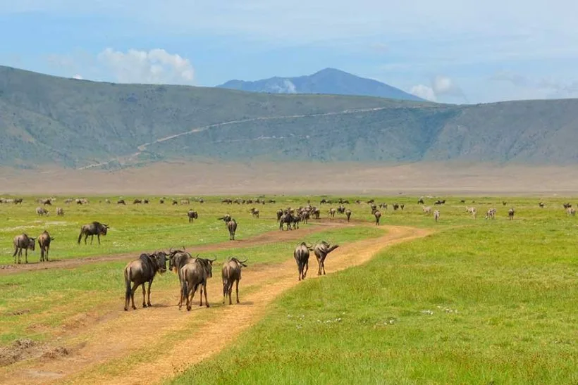 ngorongoro-tanzania-820x547-1 ngorongoro-tanzania-820x547-1